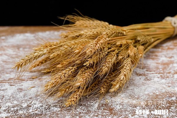 枇杷不能和什么一起吃 枇杷的饮食禁忌