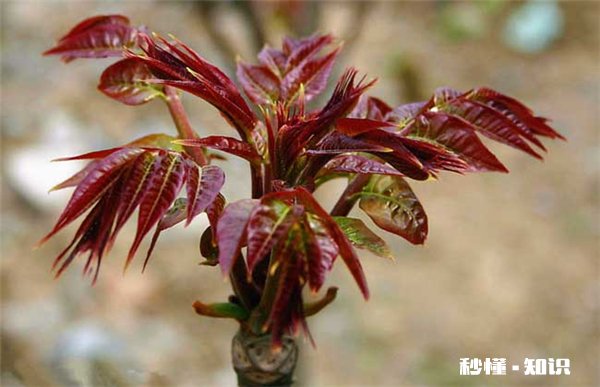 香椿不能和什么一起吃 香椿的功效与作用