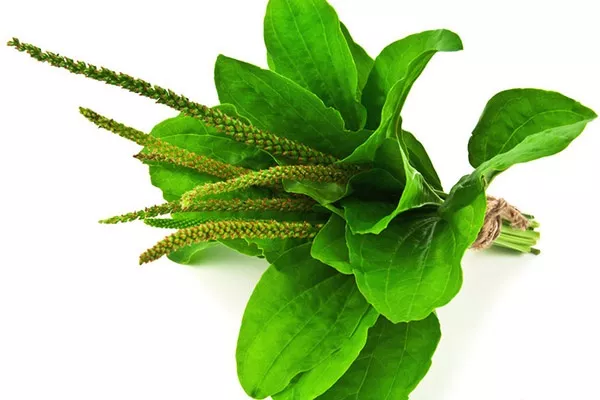 车前草不适宜人群 车前草的功效与作用