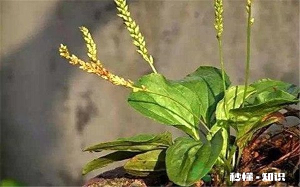 车前草不适宜人群 车前草的功效与作用