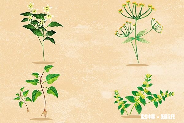 车前草不适宜人群 车前草的功效与作用