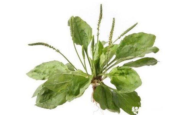 车前草不适宜人群 车前草的功效与作用