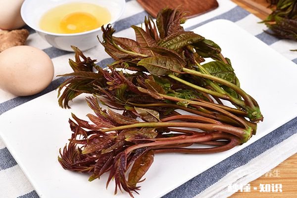 香椿哪些人不能吃 香椿的禁忌人群