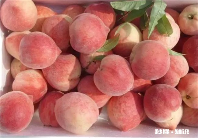 毛桃的皮能吃吗