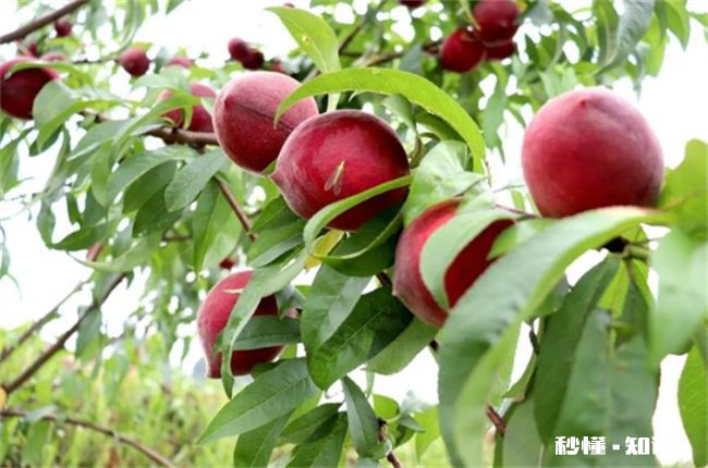 毛桃的皮能吃吗