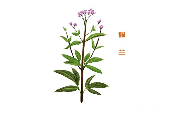 佩兰泡水禁忌 佩兰的功效与作用