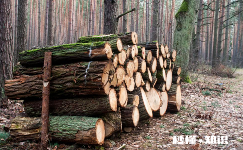 木头一般刷什么漆什么油 木头的漆味怎么去除小技巧