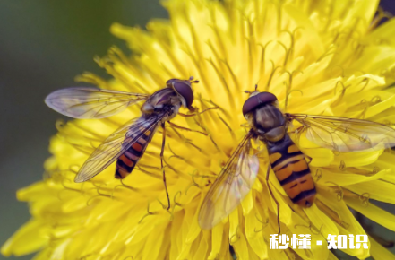 黄色花粉怎么洗 怎么去掉花粉的颜色