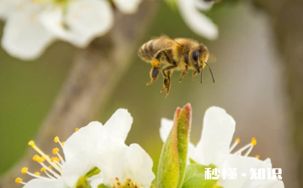 黄色花粉怎么洗 怎么去掉花粉的颜色