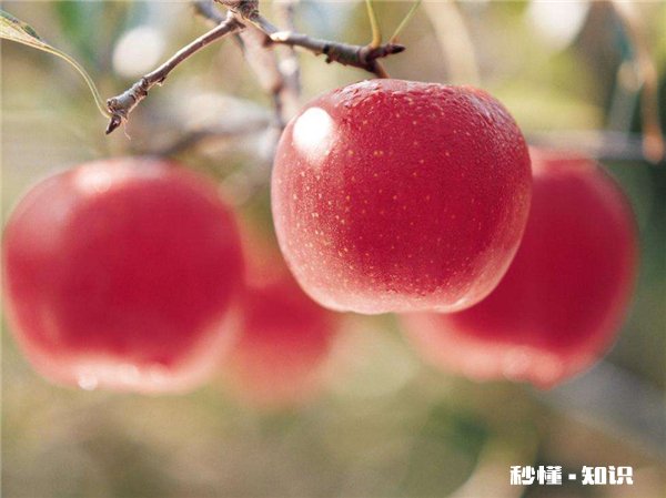 拉肚子可以吃鸡蛋吗 拉肚子不可以吃什么