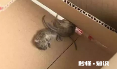 老鼠死在墙里面很臭怎么办 死老鼠没法处理臭多久