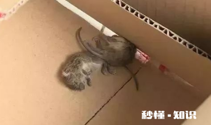 老鼠死在墙里面很臭怎么办 死老鼠没法处理臭多久