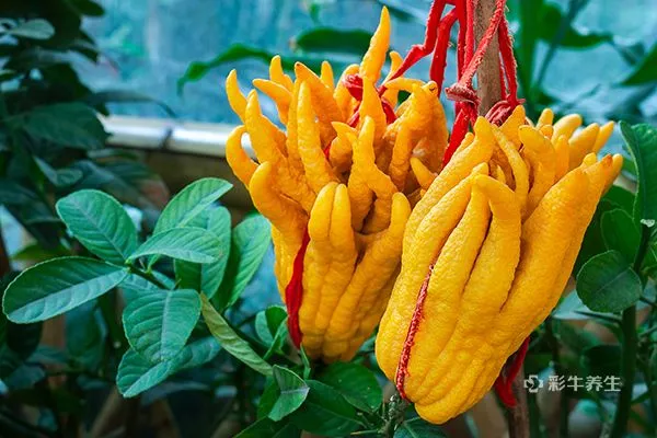 佛手泡水喝禁忌 佛手泡水喝的功效