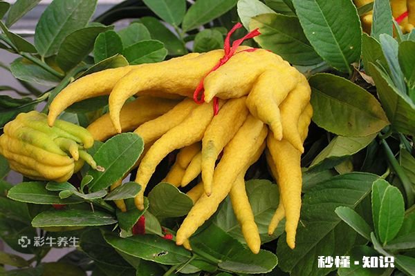 佛手泡水喝禁忌 佛手泡水喝的功效