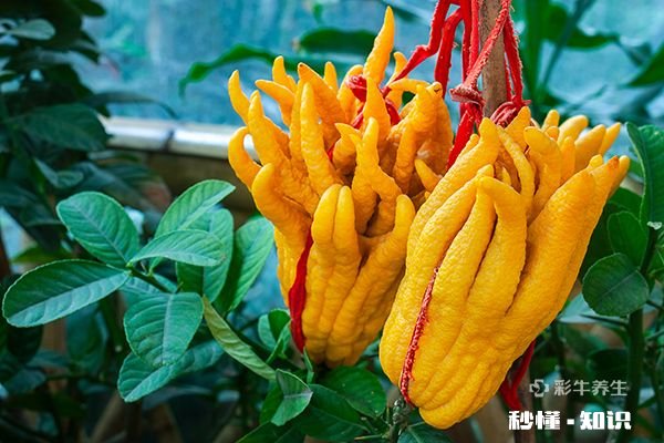 佛手泡水喝禁忌 佛手泡水喝的功效