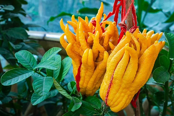 佛手泡水喝禁忌 佛手泡水喝的功效