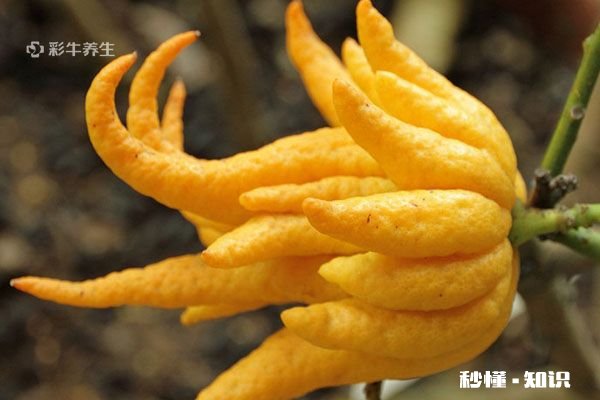 佛手泡水喝禁忌 佛手泡水喝的功效