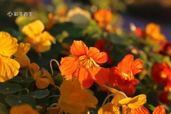 密蒙花泡水喝的禁忌 密蒙花泡水喝的功效与作用