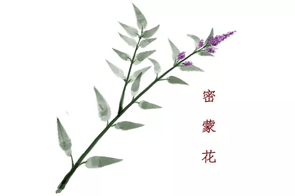 密蒙花泡水喝的禁忌 密蒙花泡水喝的功效与作用