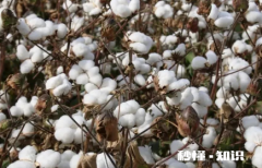 棉花做的棉裤能用洗衣机洗吗 棉裤洗了是不是就不暖和了