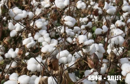 棉花做的棉裤能用洗衣机洗吗 棉裤洗了是不是就不暖和了