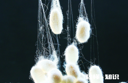 桑蚕丝漂黄了怎么办 桑蚕丝漂白变黄用醋泡行不行