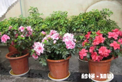 移栽花卉怎样用生根粉 移栽花卉多久能成活