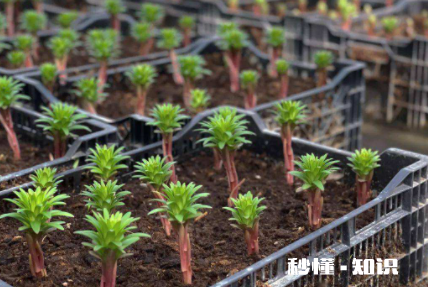 移栽花卉怎样用生根粉 移栽花卉多久能成活