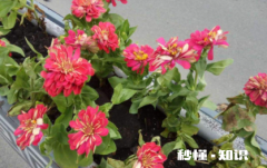 移栽花卉怎样用生根粉 移栽花卉多久能成活