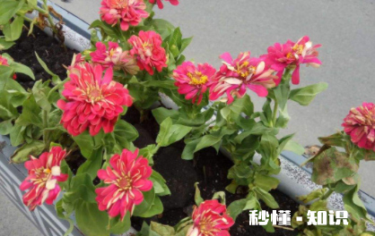 移栽花卉怎样用生根粉 移栽花卉多久能成活