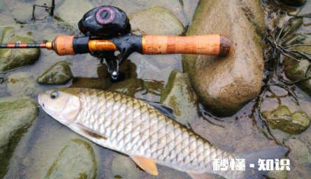 大型水库钓草鱼选择多深的水 水深10米钓草鱼钓多深