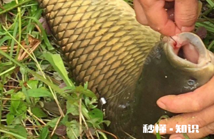 大型水库钓草鱼选择多深的水 水深10米钓草鱼钓多深