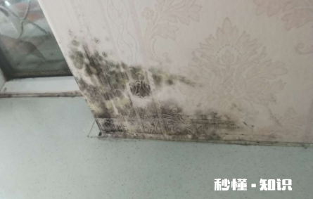 84消毒液怎么除墙发霉 84消毒液可以擦墙壁吗