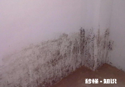 84消毒液怎么除墙发霉 84消毒液可以擦墙壁吗