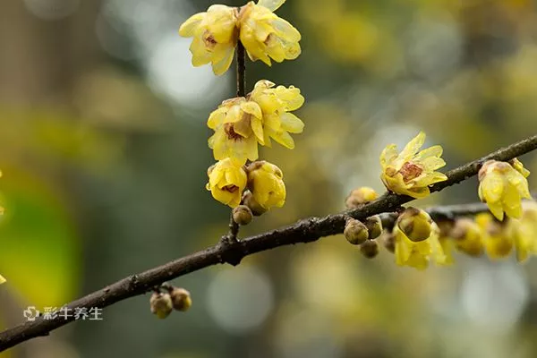 刺梨泡水喝的禁忌 刺梨泡水喝的功效和作用