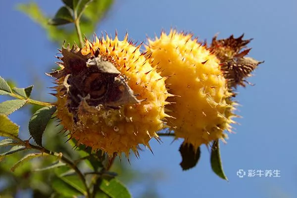 刺梨泡水喝的禁忌 刺梨泡水喝的功效和作用