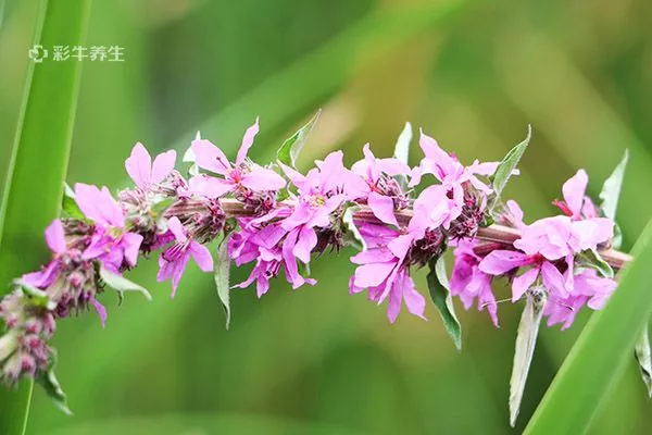 刺梨泡水喝的禁忌 刺梨泡水喝的功效和作用