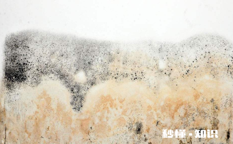 卧室墙面发霉还能睡吗 墙角发霉是渗水还是返潮