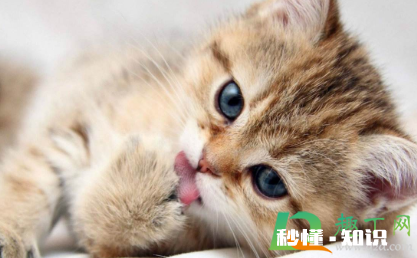 84消毒液对猫咪有没有伤害 猫咪闻了84消毒液会怎样