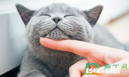 84消毒液对猫咪有没有伤害 猫咪闻了84消毒液会怎样