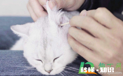 84消毒液对猫咪有没有伤害 猫咪闻了84消毒液会怎样