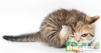 84消毒液对猫咪有没有伤害 猫咪闻了84消毒液会怎样