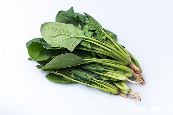 十种隔夜菜不能吃 哪些隔夜菜不能吃