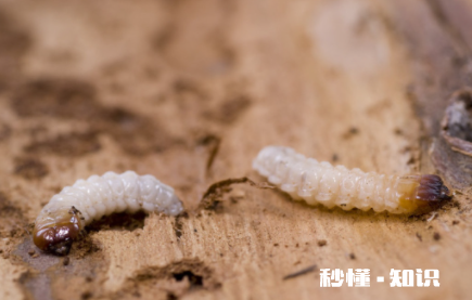 怎样除掉木床的蛀木虫 木板床里面的虫子叫什么