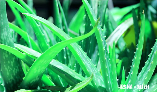 孕妇绝对不能吃的食物 哪些食物是孕妇绝对不能吃的