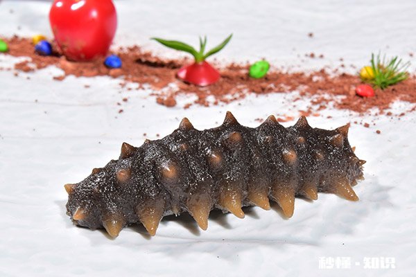 海参什么人不能吃 海参不适合哪些人吃