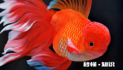 观赏鱼烂肉怎么治疗 观赏鱼烂肉会传染吗