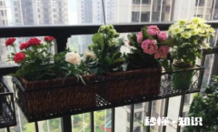 阳台的花长虫了怎么办 阳台植物为什么会长虫