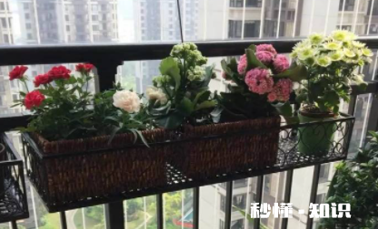 阳台的花长虫了怎么办 阳台植物为什么会长虫