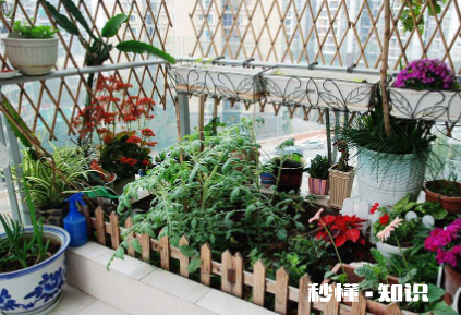 阳台的花长虫了怎么办 阳台植物为什么会长虫